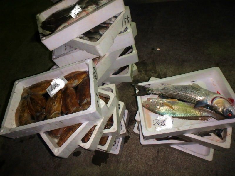5月12日 木曜日 のお魚さん 漁師見習いさんの日記帳 5月12日 木曜日 のお魚さん 漁師見習いさんの日記帳