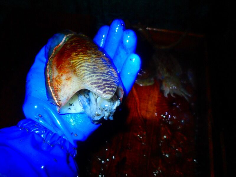 お魚さんの様子 21年5月7日 金曜日 あたり 漁師見習いさんの日記帳 お魚さんの様子 21年5月7日 金曜日 あたり 漁師見習いさんの日記帳