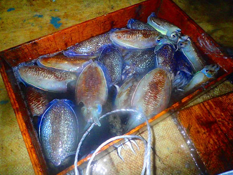 19年3月15日 金曜日 のお魚さん 漁師見習いさんの日記帳 19年3月15日 金曜日 のお魚さん 漁師見習いさんの日記帳