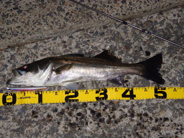 シーバス 52センチ 釣ったった 広島釣れたよブログ チニング シーバスゲーム