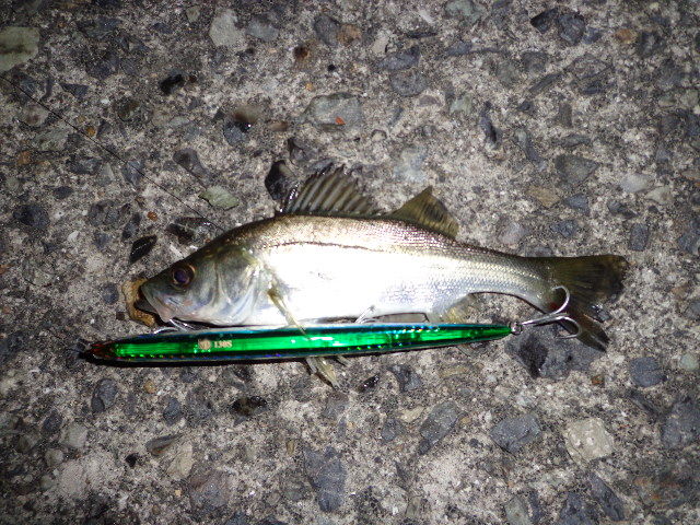 シーバス 15センチ がルアーに体当たりかましてきた 広島釣れたよブログ チニング シーバスゲーム