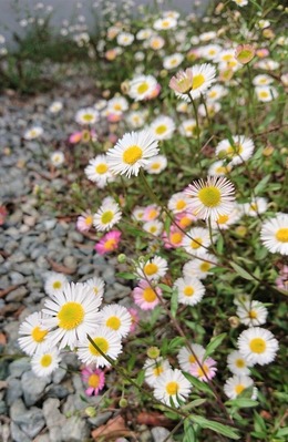 DSC_1772 (2)