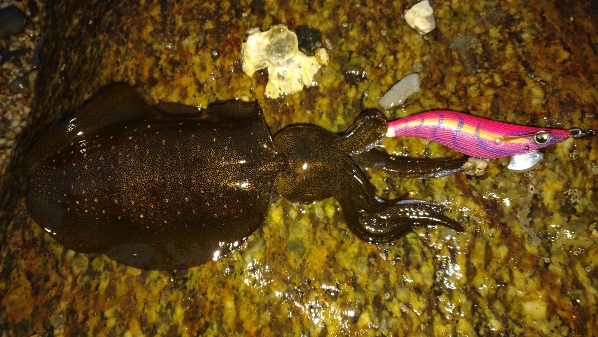 下津井沖アオリイカ 瀬戸内釣りバカ日記２