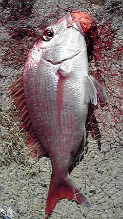 病気です 下津井沖タイラバ宇野沖アオリ情報 瀬戸内海釣りバカ日記２