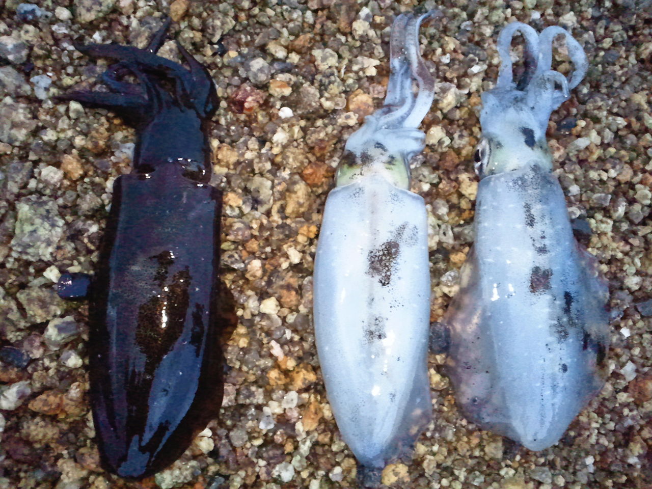 病気です 下津井沖タイラバ宇野沖アオリ情報 瀬戸内海釣りバカ日記２