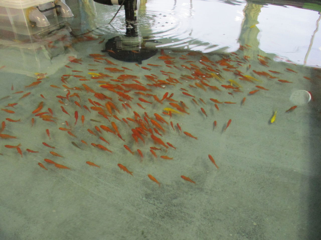 土曜日の室内金魚釣り つりぼりトムソーヤ ヘラブナ釣り 室内釣り堀り 土曜日の室内金魚釣り つりぼりトムソーヤ ヘラブナ釣り 室内釣り堀り