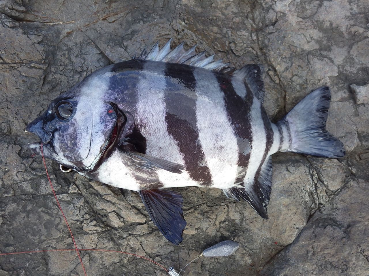 17年10月 Turidourakugingoriのblog