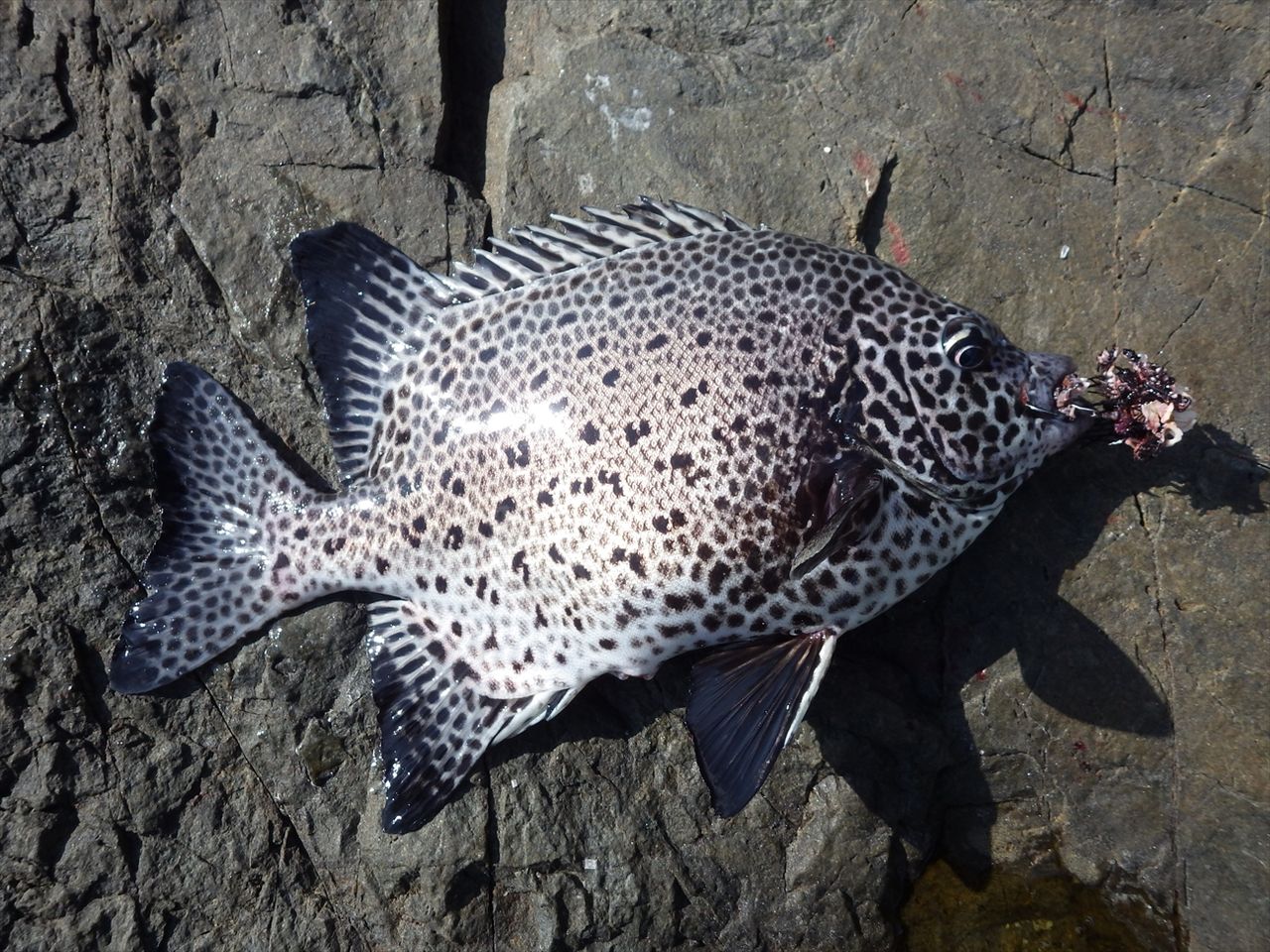 17年10月 Turidourakugingoriのblog