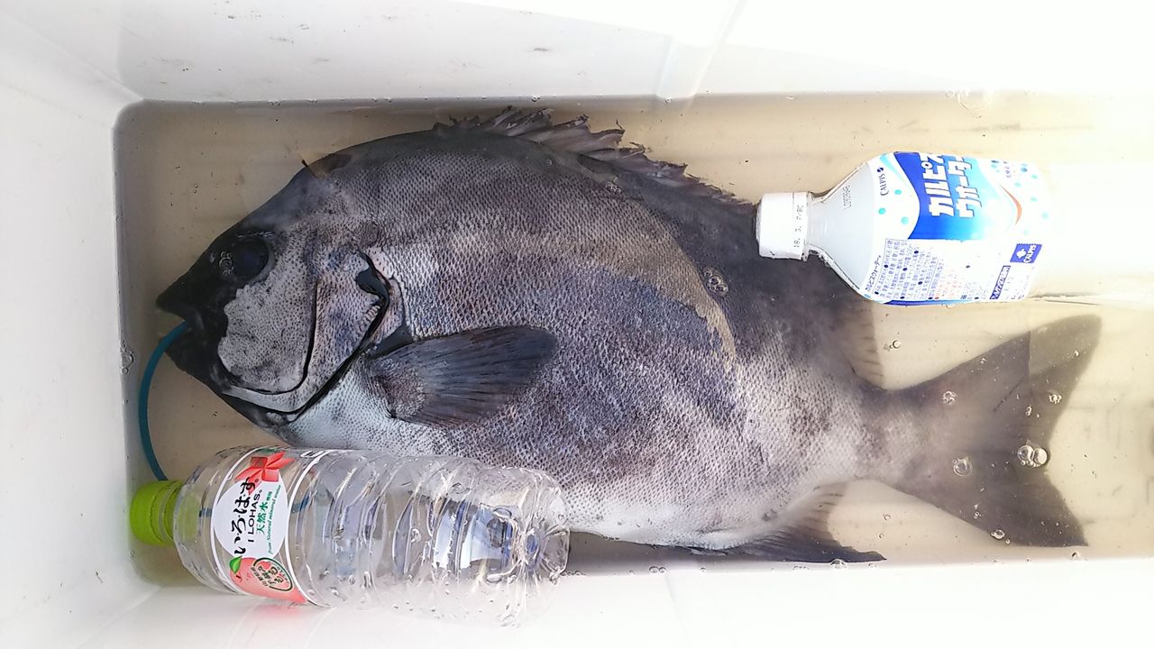 17年10月 Turidourakugingoriのblog