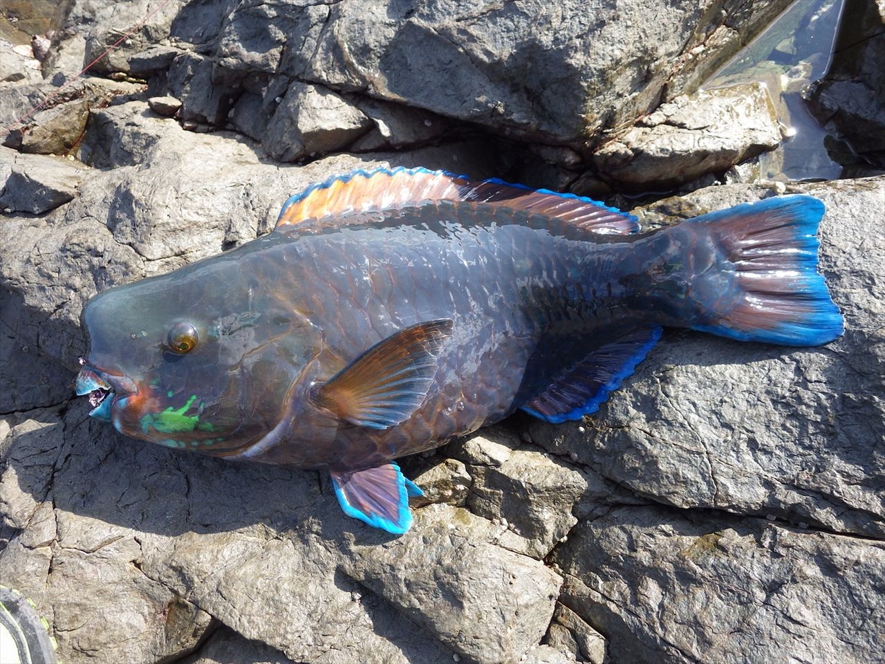 17年10月 Turidourakugingoriのblog