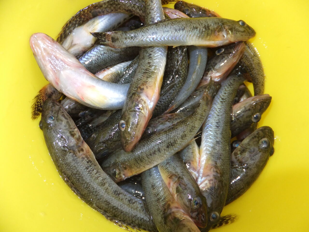 行徳港でハゼ釣れてます つりエサ つり具の行徳 行徳港でハゼ釣れてます つりエサ つり具の行徳
