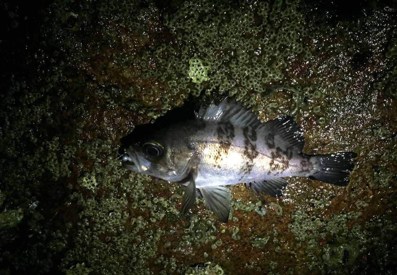 2月11日 オキアミの加工をして遊びました かつやのフカセ日記