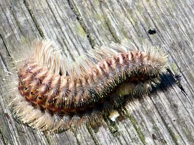 6月3日青井筏釣行 四季の恵みの釣りにてござる