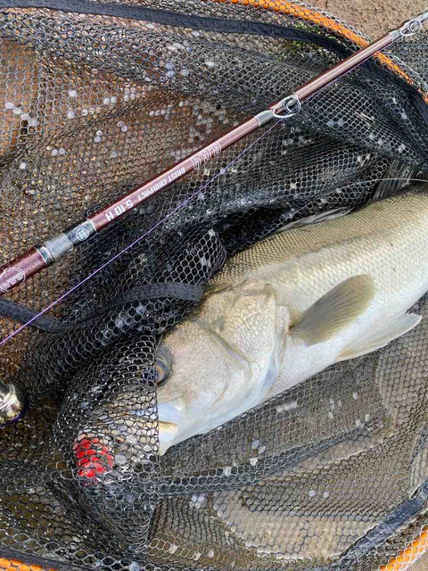 Fishman BC4 5.10Hしか勝たん! : Fishman sea walker project
