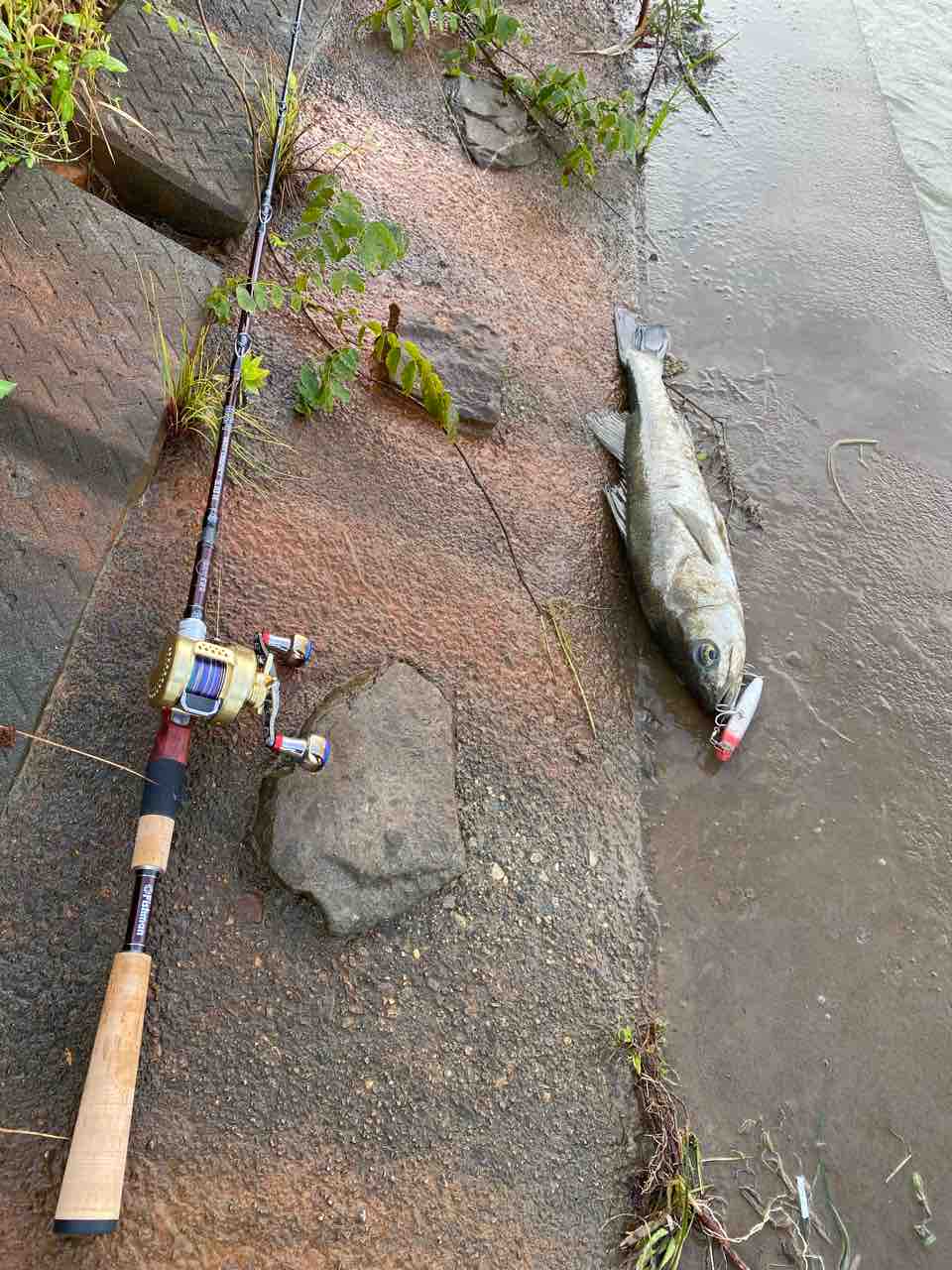 Fishman sea walker プロジェクト】 Fishman BC4 5.10H グリップエンド