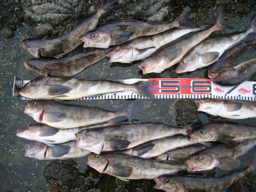 大成区長磯 ツラツラ岬 獺祭 だっさい 日記