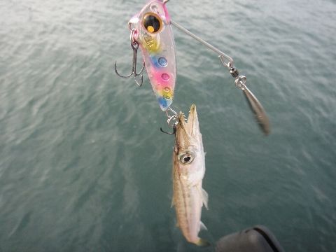 カマコレ2013 いいじゃないのさ このダボハゼ野朗っ 練馬発の釣り日誌