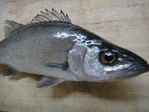 いいじゃないのさ このダボハゼ野朗っ! ~練馬発の釣り日誌~ : 荒れた海に