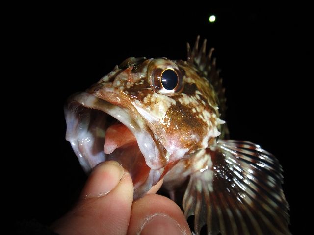いいじゃないのさ このダボハゼ野朗っ! ~練馬発の釣り日誌~ : ネコまっしぐら