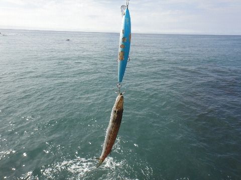 カマコレ2013 いいじゃないのさ このダボハゼ野朗っ 練馬発の釣り日誌