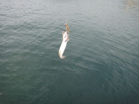 カマコレ2013 いいじゃないのさ このダボハゼ野朗っ 練馬発の釣り日誌