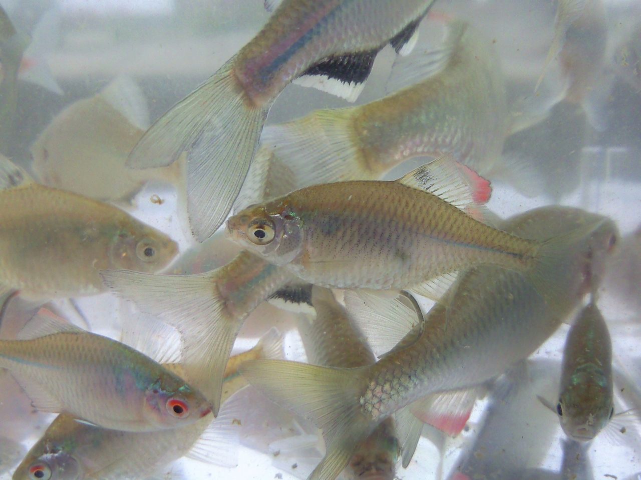 タイリクバラタナゴ ヤリタナゴ シロヒゲタビラの釣果 鳴門の水路でタナゴ釣り 淡路島たかはしぽん酢のブログ