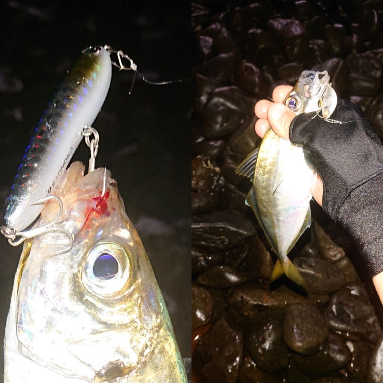 みんな大好き地磯アジング トップでばちこーん ゴムボ カヤック釣り日記