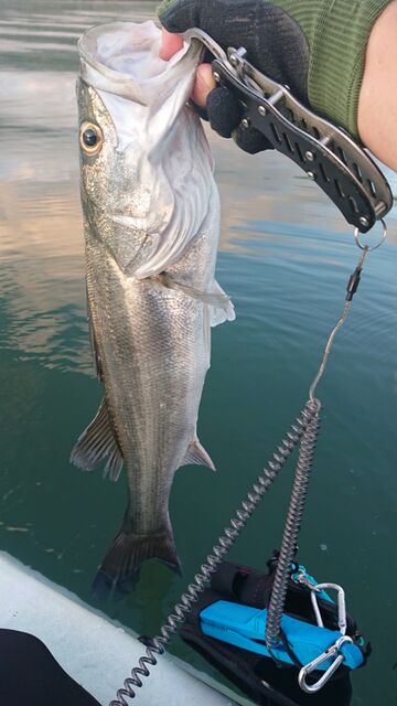 シマノ　スコーピオンXV2601F-2 スコーピオン XV 2601F-2 シマノ SHIMANO : NorthCastヤフー店