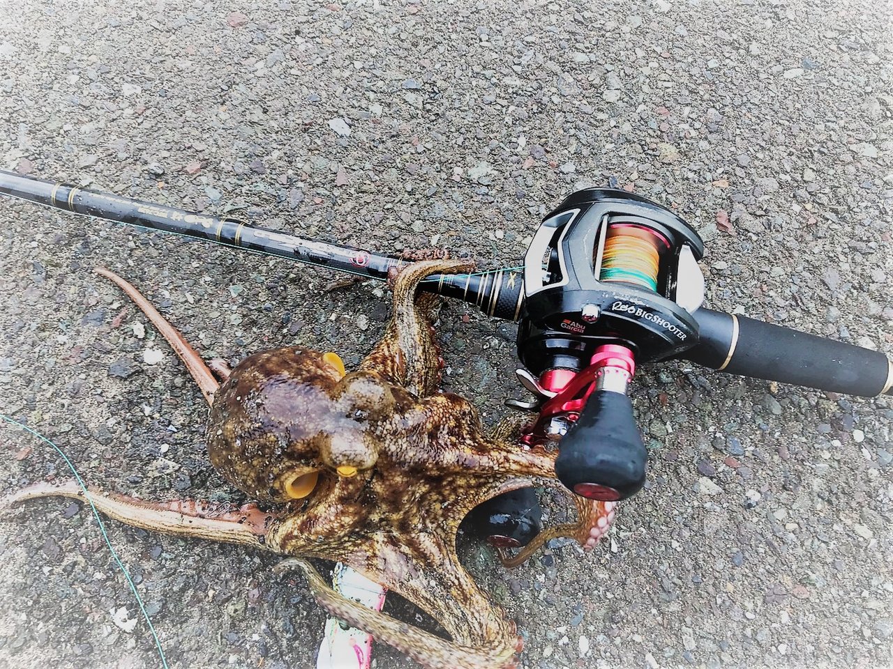 がっつり蛸さん 京都釣り侍 Irie Fishing がっつり蛸さん 京都釣り侍 Irie Fishing