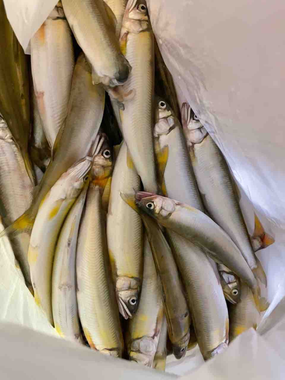 いただきもの 京都釣り侍 Irie Fishing いただきもの 京都釣り侍 Irie Fishing