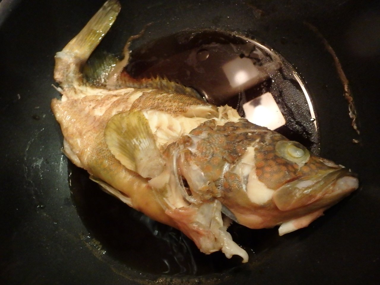 爆釣 朝マズメのアコウさん 京都釣り侍 Irie Fishing