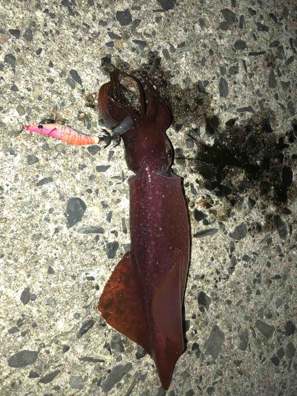 エギング 釣り 初心者ですけどなにか