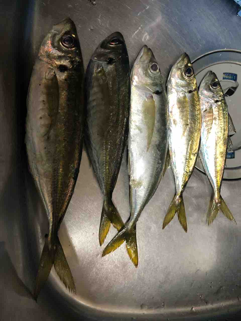 アジング 釣り 初心者ですけどなにか アジング 釣り 初心者ですけどなにか