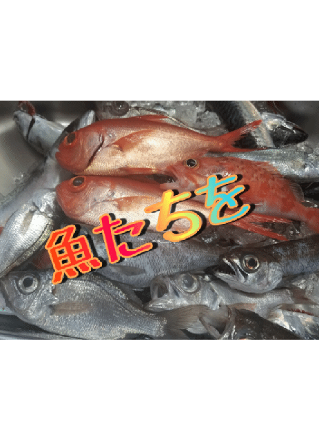 釣海38 相模湾の釣れてる魚と料理 オススメアイテム 釣りは人を幸せにしますね 釣海38 相模湾の釣れてる魚と料理 オススメアイテム 釣りは人を幸せにしますね