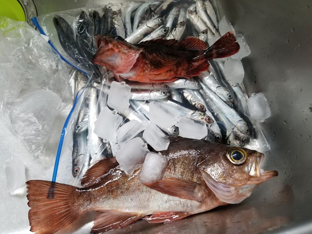坊主なのに満腹に どうゆうこと 釣海38 相模湾の釣れてる魚と料理 オススメアイテム 釣りは人を幸せにしますね