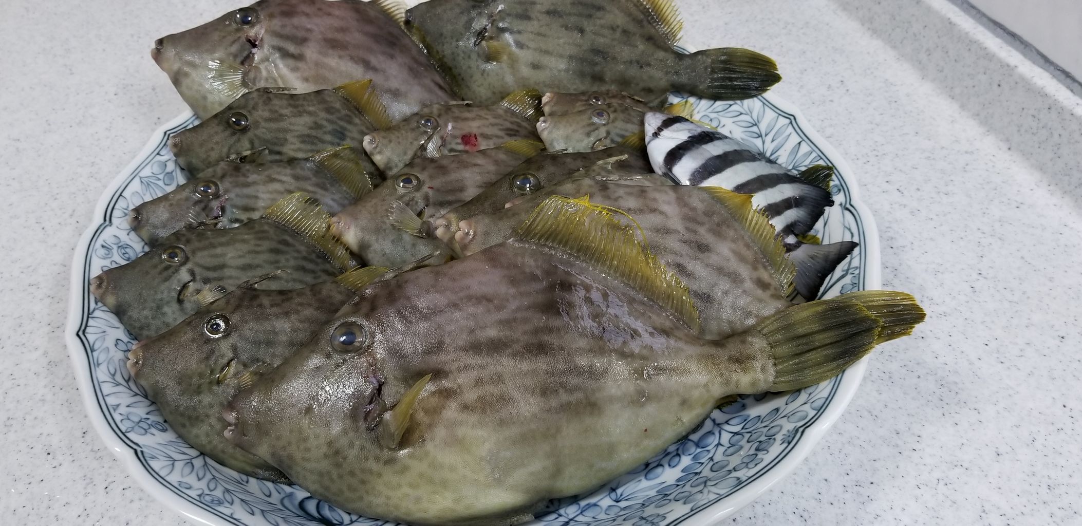 カワハギvsベラ 釣海38 相模湾の釣れてる魚と料理 オススメアイテム 釣りは人を幸せにしますね カワハギvsベラ 釣海38 相模湾の釣れてる魚と料理 オススメアイテム 釣りは人を幸せにしますね