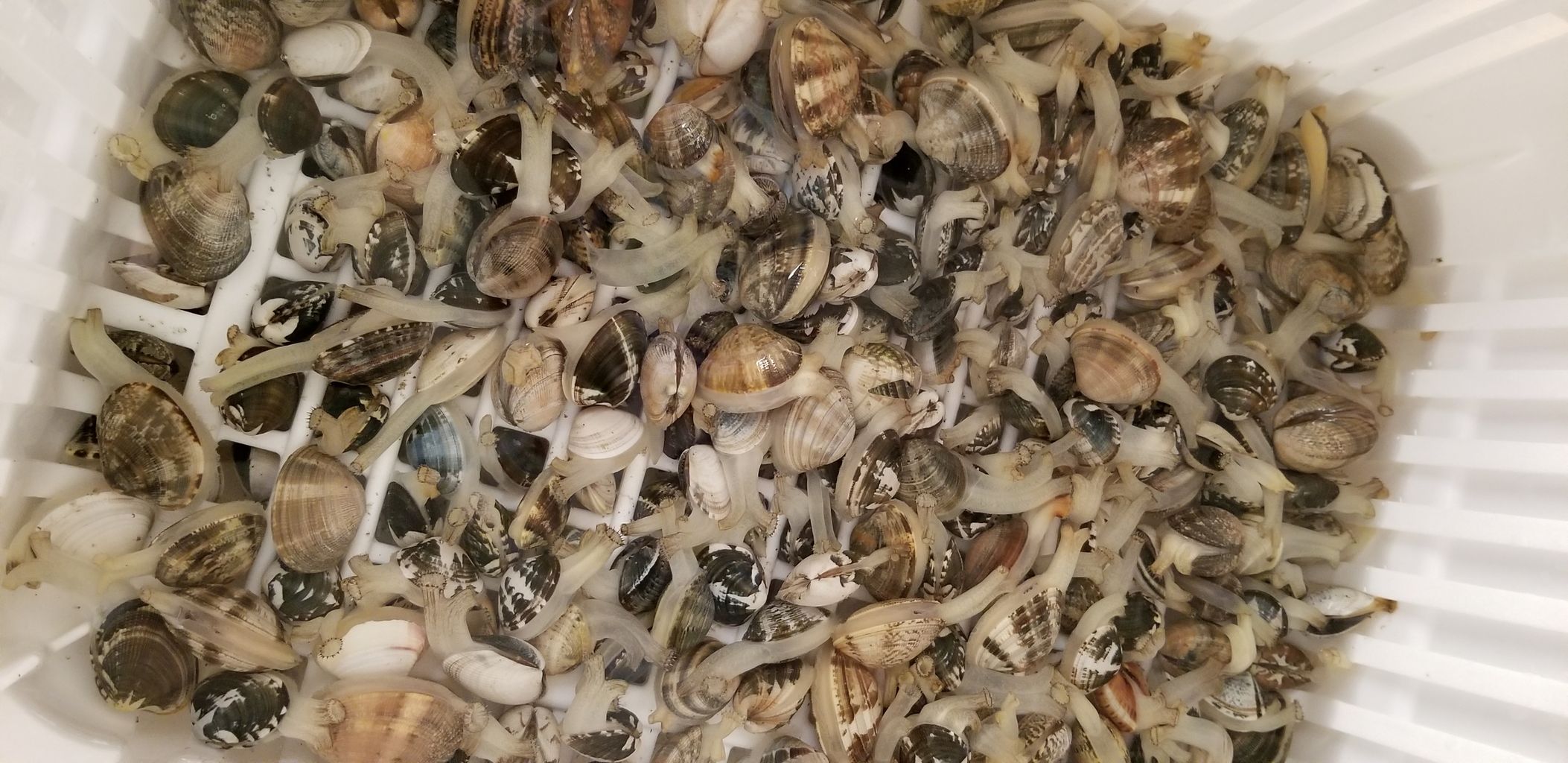 あさりラーメン作るために潮干狩り 釣海38 相模湾の釣れてる魚と料理 オススメアイテム 釣りは人を幸せにしますね あさりラーメン作るために潮干狩り 釣海38 相模湾の釣れてる魚と料理 オススメアイテム 釣りは人を幸せにしますね