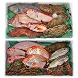 エソ 持って帰るべきですよ 釣海38 相模湾の釣れてる魚と料理 オススメアイテム 釣りは人を幸せにしますね