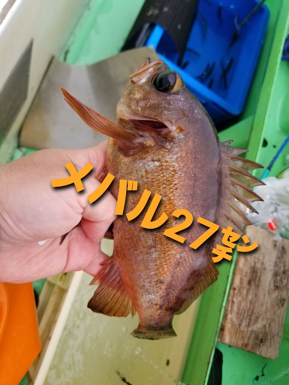 坊主なのに満腹に どうゆうこと 釣海38 相模湾の釣れてる魚と料理 オススメアイテム 釣りは人を幸せにしますね