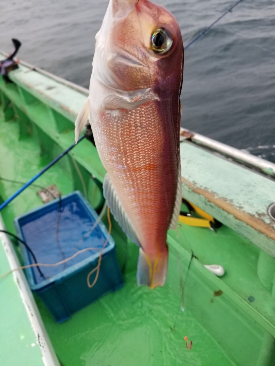 甘鯛の餌イソメ オキアミ 船長の秘密のち こポイント 釣海38 相模湾の釣れてる魚と料理 オススメアイテム 釣りは人を幸せにしますね 甘鯛の餌イソメ オキアミ 船長の秘密のち こポイント 釣海38 相模湾の釣れてる魚と料理 オススメアイテム 釣りは人を幸せにしますね
