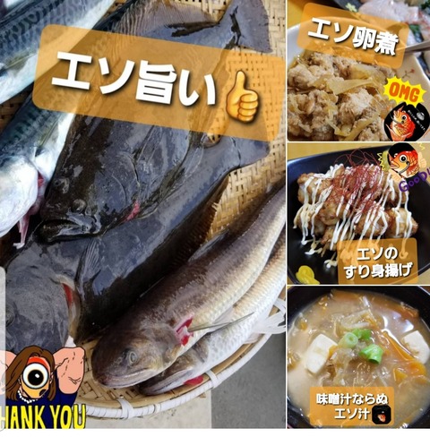 エソ 持って帰るべきですよ 釣海38 相模湾の釣れてる魚と料理 オススメアイテム 釣りは人を幸せにしますね