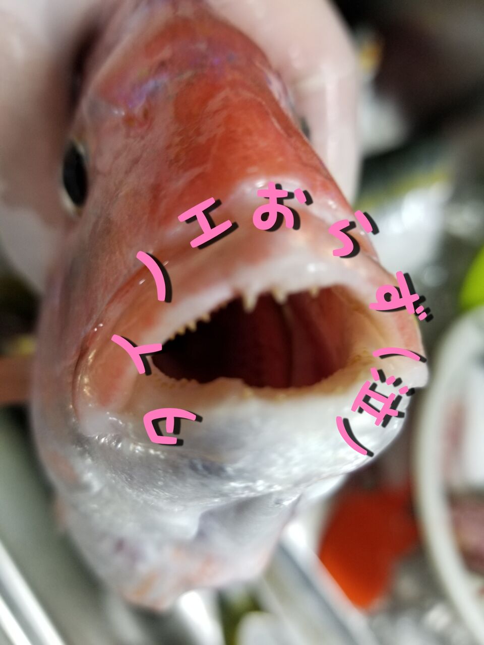 今季初真鯛船 イナダがうますぎる 釣海38 相模湾の釣れてる魚と料理 オススメアイテム 釣りは人を幸せにしますね 今季初真鯛船 イナダがうますぎる 釣海38 相模湾の釣れてる魚と料理 オススメアイテム 釣りは人を幸せにしますね