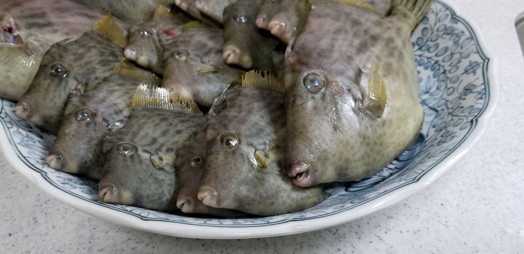 カワハギvsベラ 釣海38 相模湾の釣れてる魚と料理 オススメアイテム 釣りは人を幸せにしますね