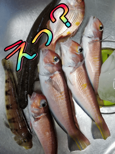 シロアマダイを釣る 釣海38 相模湾の釣れてる魚と料理 オススメアイテム 釣りは人を幸せにしますね シロアマダイを釣る 釣海38 相模湾の釣れてる魚と料理 オススメアイテム 釣りは人を幸せにしますね