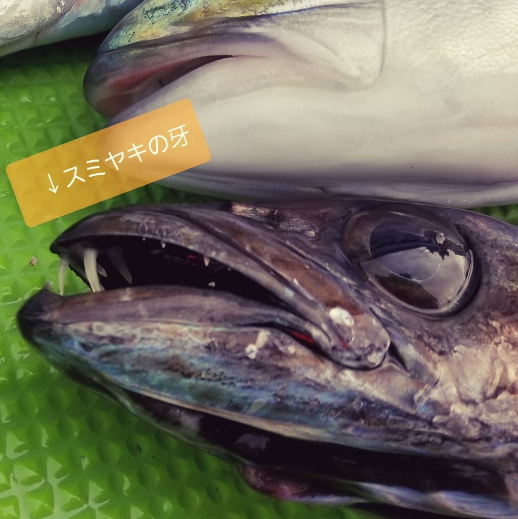 深海の魚を食べる 釣海38 相模湾の釣れてる魚と料理 オススメアイテム 釣りは人を幸せにしますね