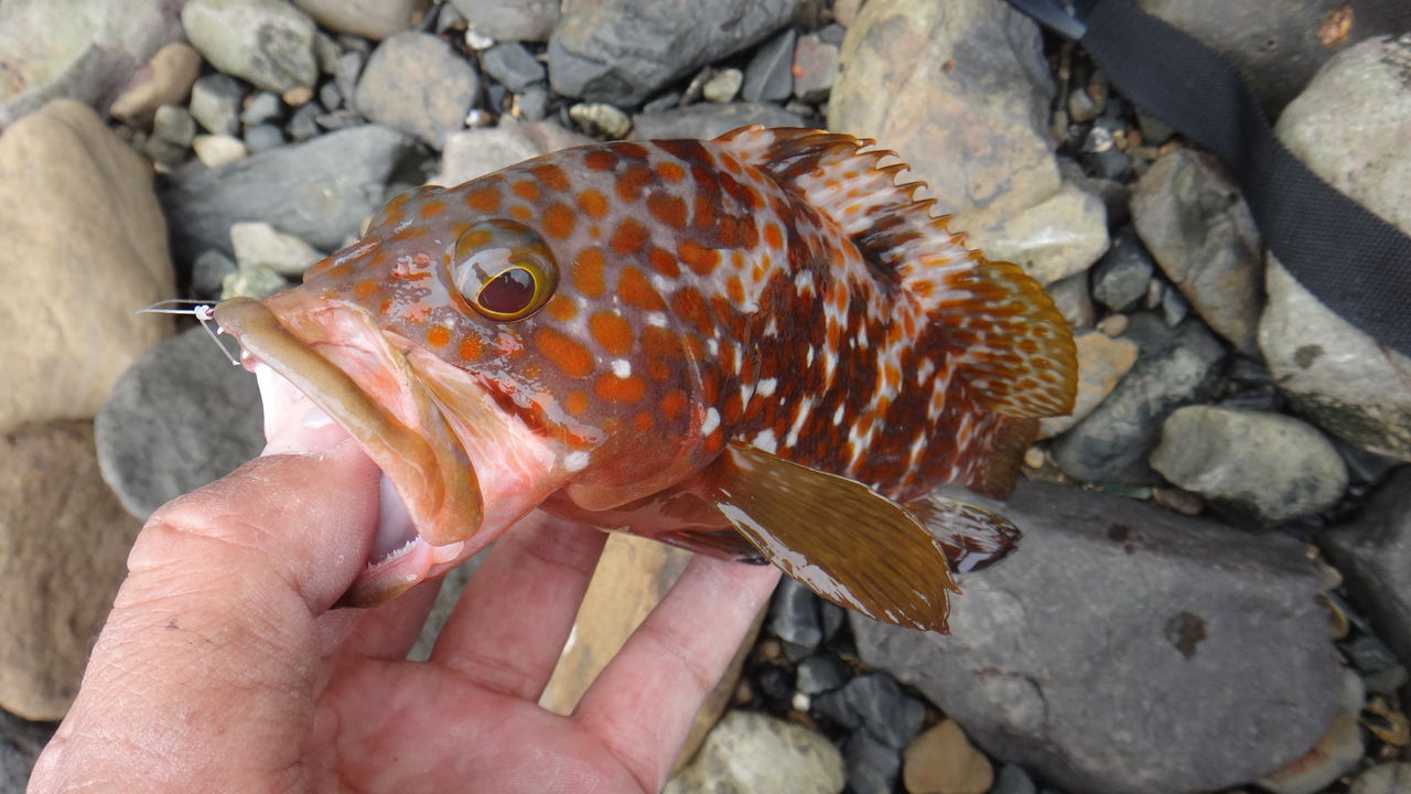 手頃に釣れる魚 アジ キジハタ メバル アラカブ は 手軽な料理 煮付け 塩焼き 刺身 にするとどれが旨いか 独断と偏見ランキングしてみました 博多発ルアー釣りブログ 手頃に釣れる魚 アジ キジハタ メバル アラカブ は 手軽な料理 煮付け 塩焼き 刺身 にするとどれが旨いか 独断と偏見ランキングしてみました 博多発ルアー釣りブログ