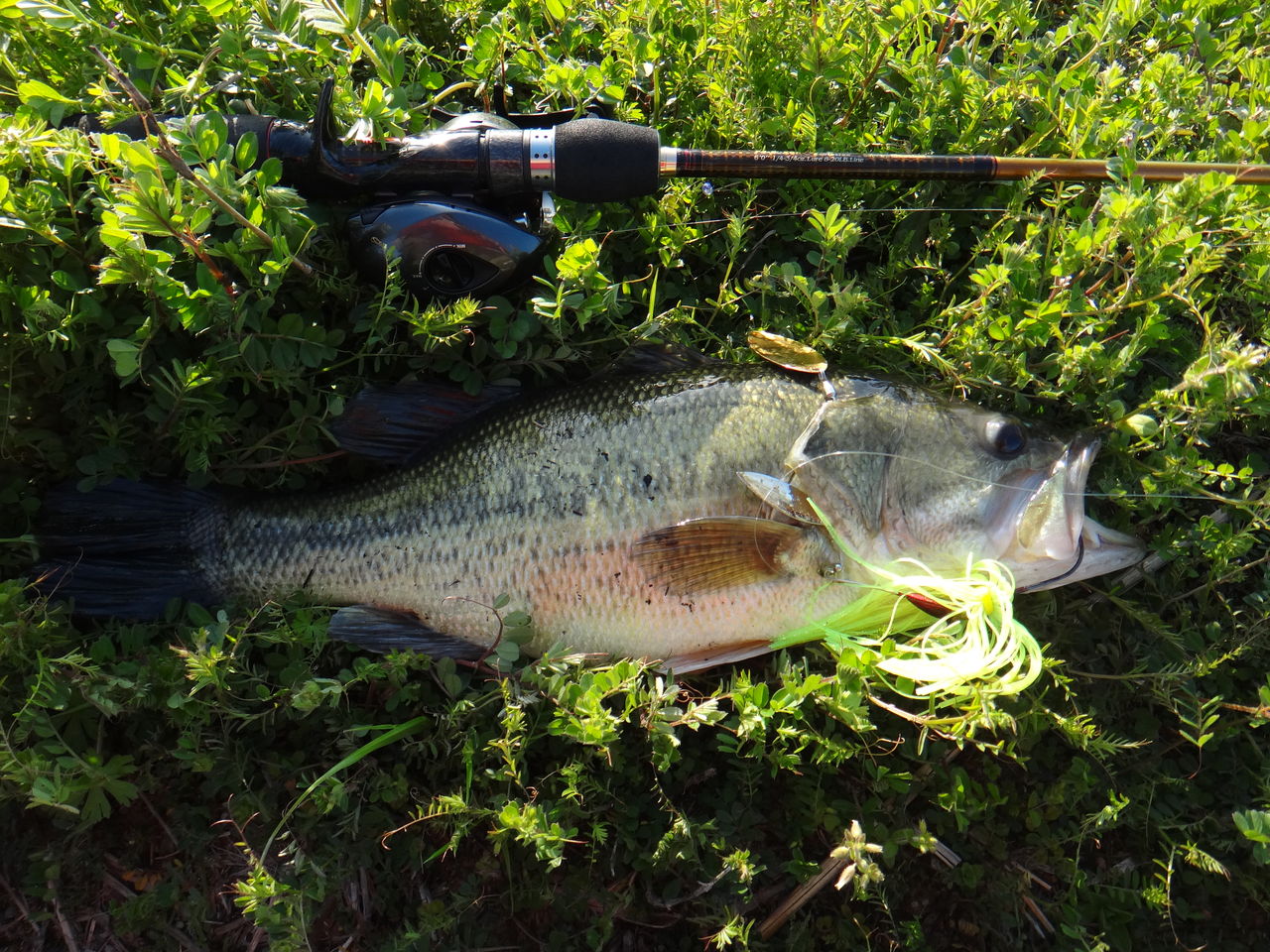佐賀県兵庫町のクリークで春バス狙い というより随分とご無沙汰致してしまいました 博多発ルアー釣りブログ