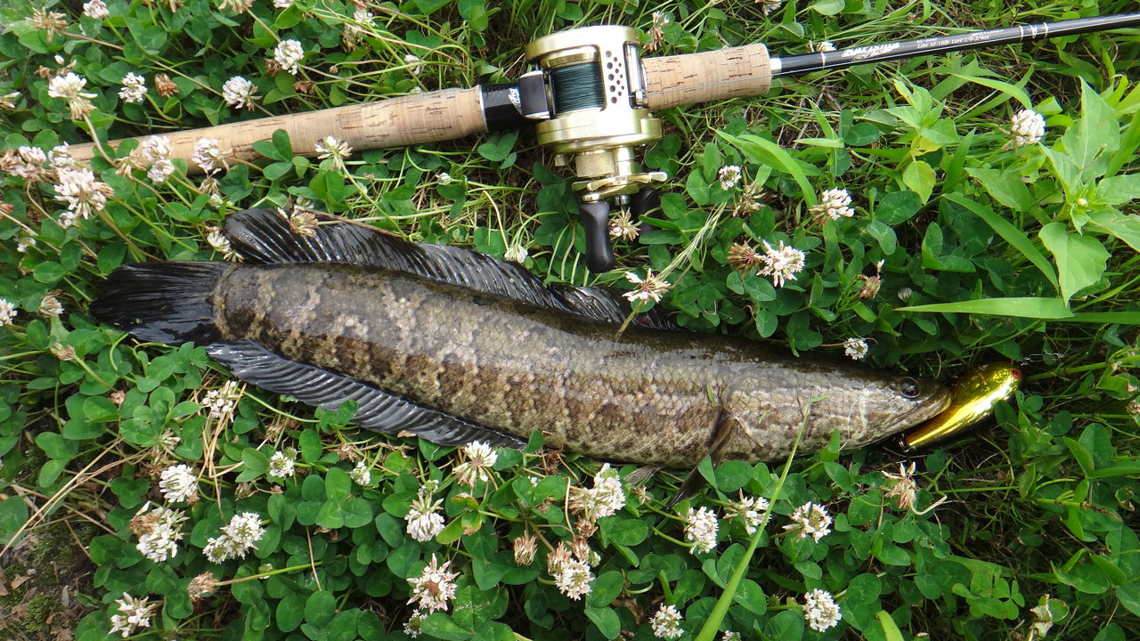 佐賀県クリーク 雷魚 第3戦 50アップバス 2も 博多発ルアー釣りブログ 佐賀県クリーク 雷魚 第3戦 50アップバス 2も 博多発ルアー釣りブログ