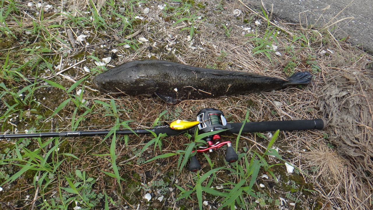 佐賀県クリーク 雷魚 第３戦 50アップバス 2も 博多発ルアー釣りブログ