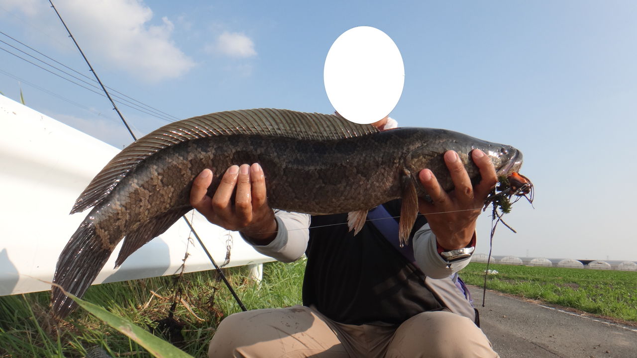 佐賀県クリーク フロッグで真夏の雷魚釣り 博多発ルアー釣りブログ 佐賀県クリーク フロッグで真夏の雷魚釣り 博多発ルアー釣りブログ